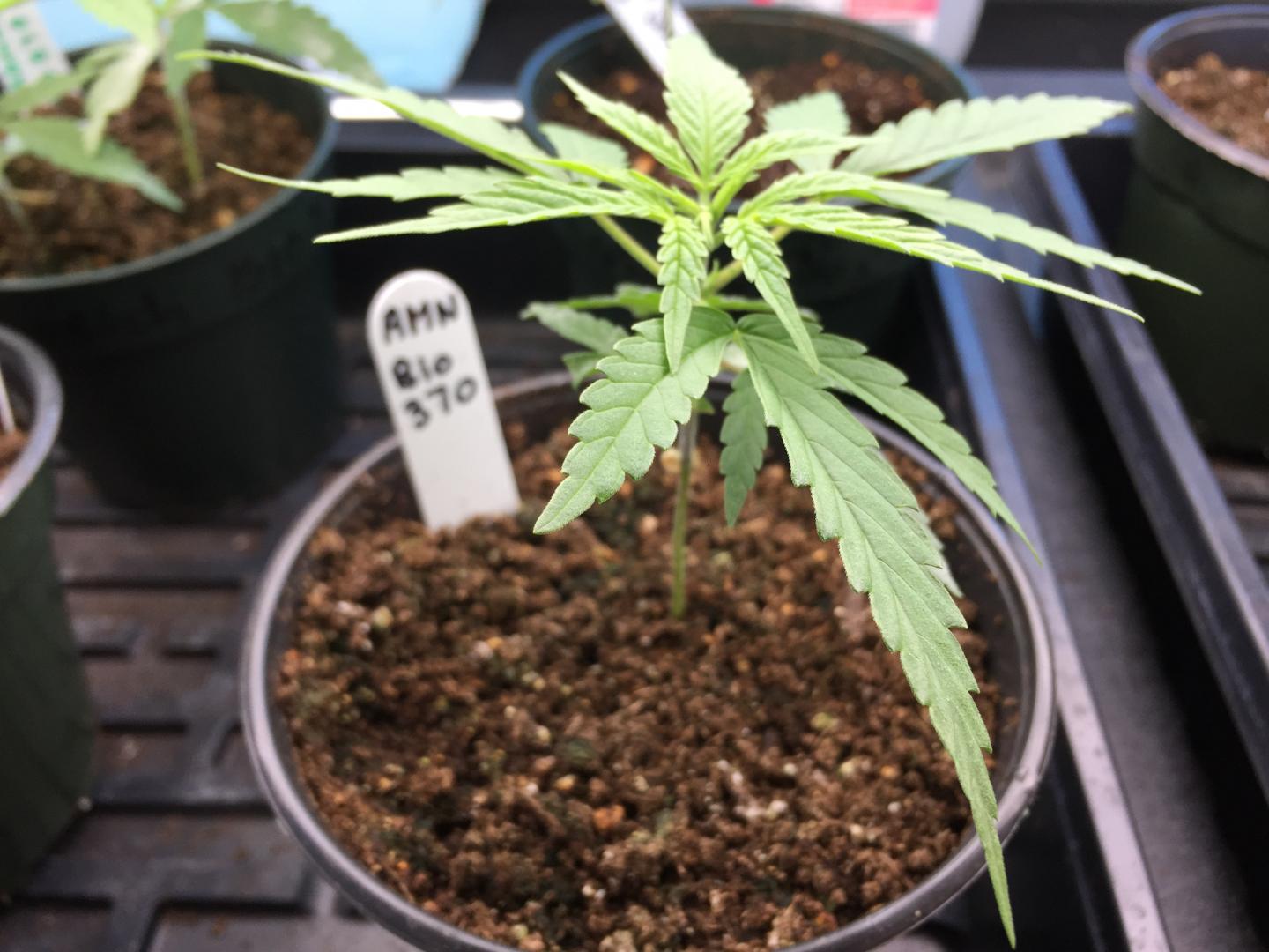 cannabis marijuana growing
