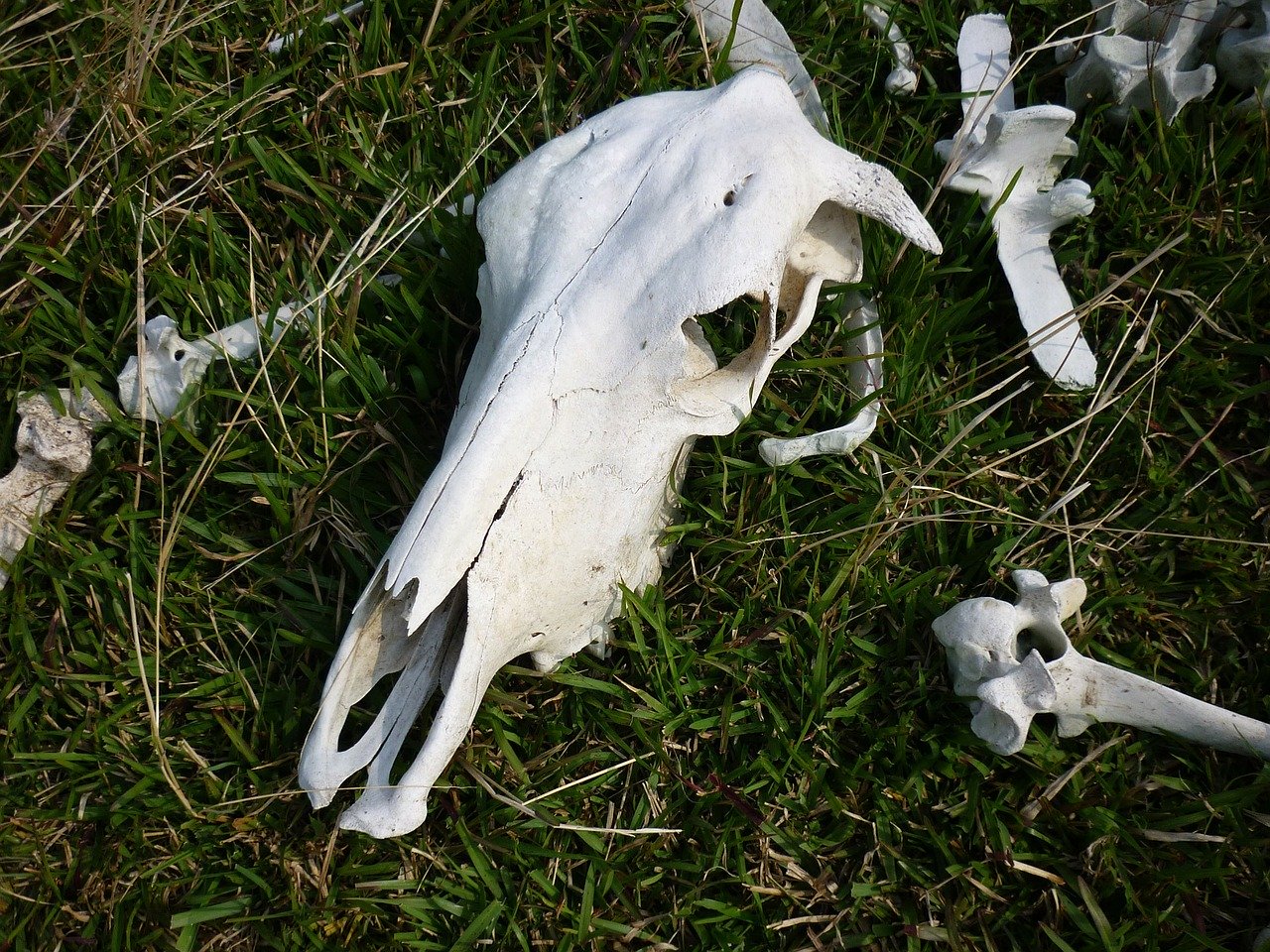 cow skull meat shortages