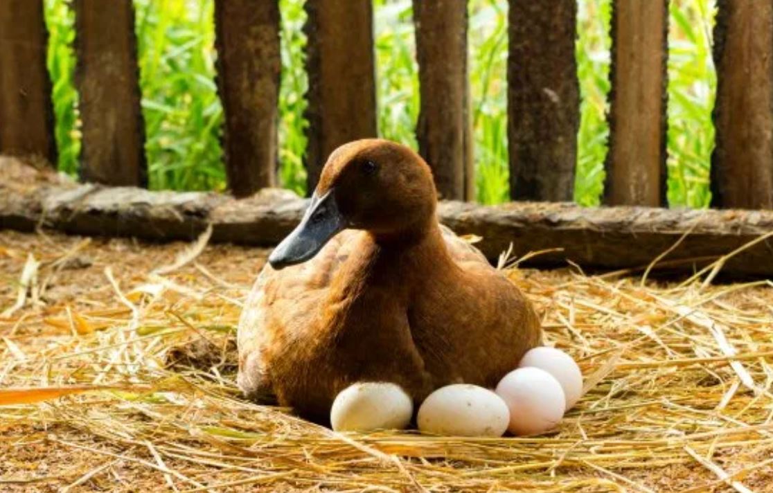 duck eggs rn