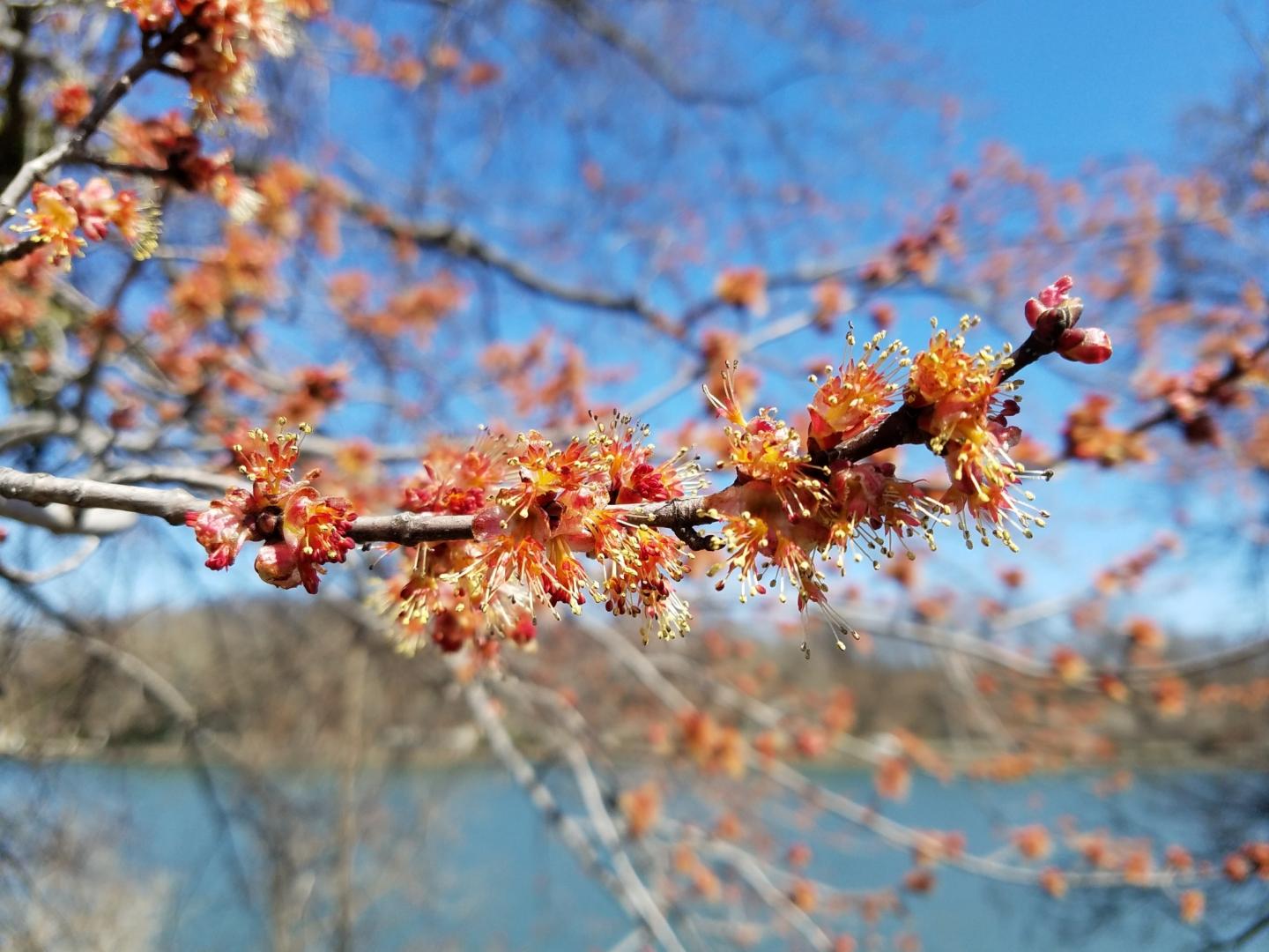 flowering trees