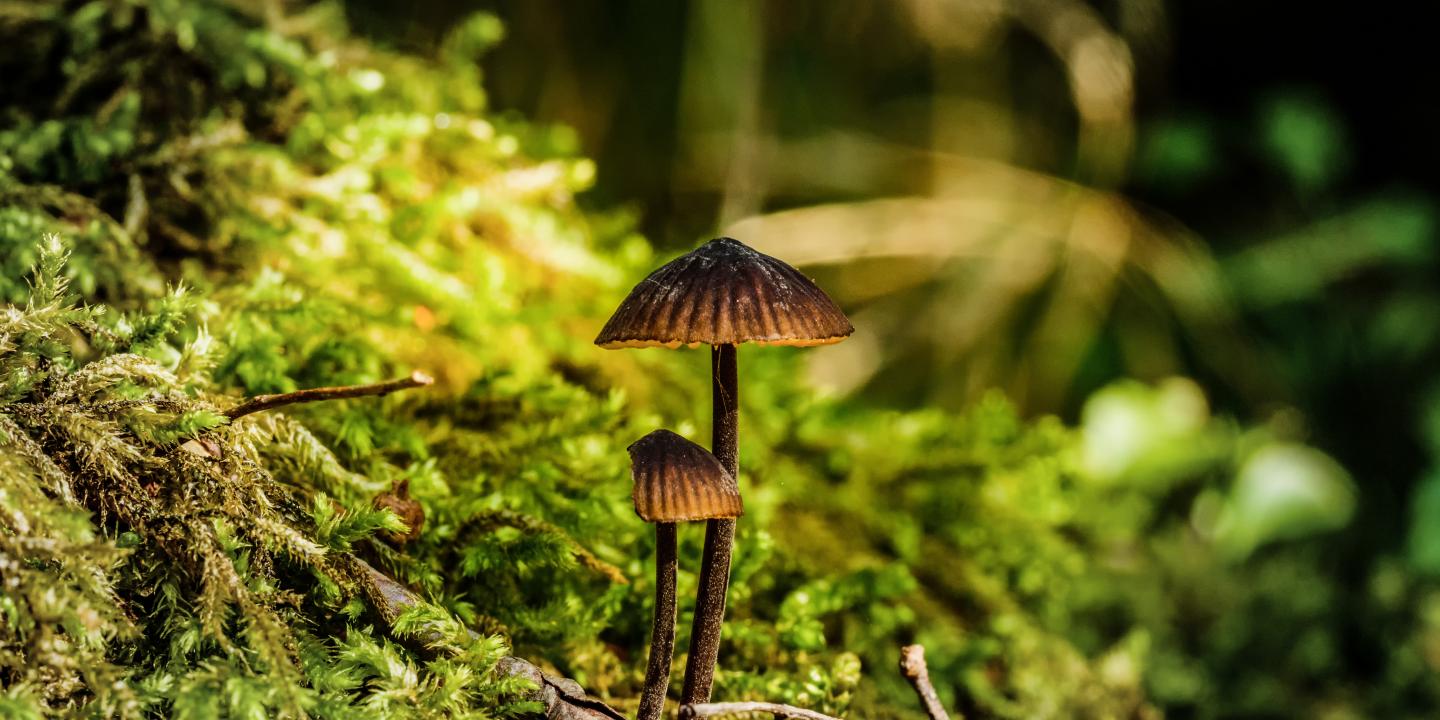 magic mushrooms psilocybin