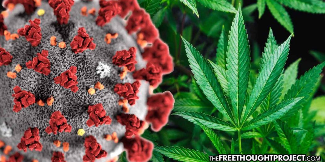 cannabis-corona-1050x525
