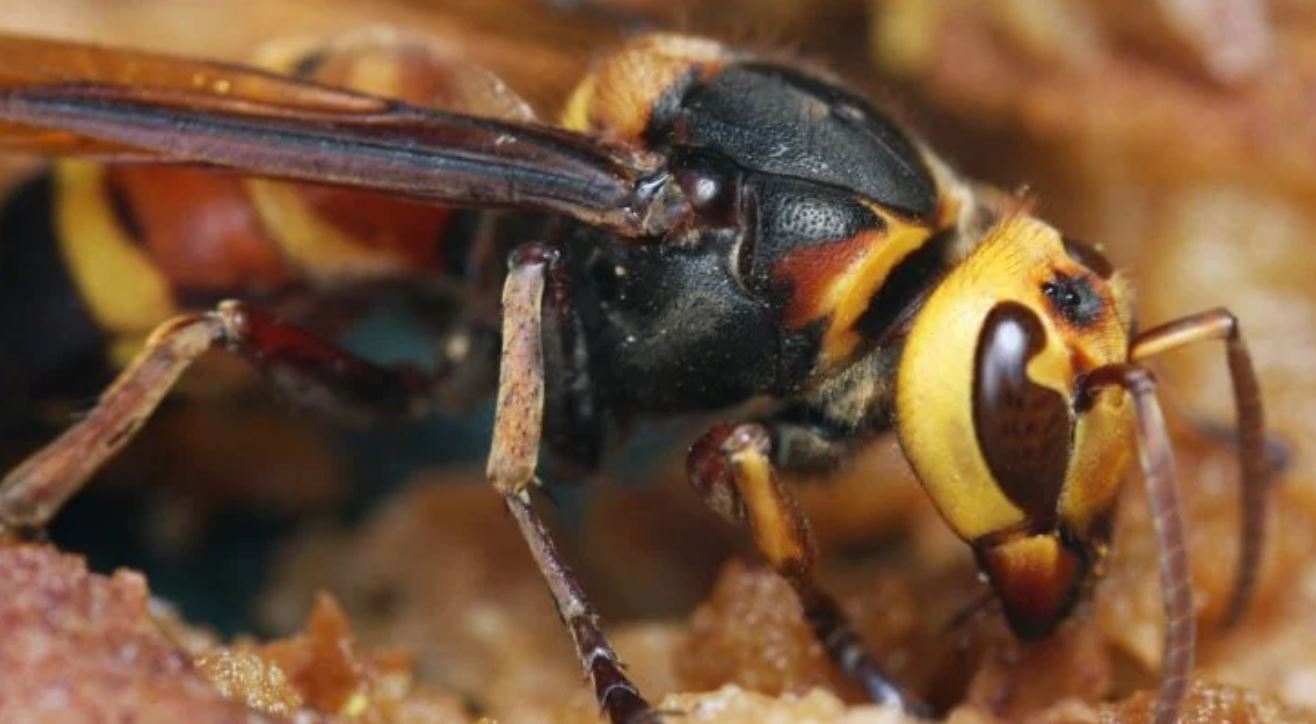 hornet tmu