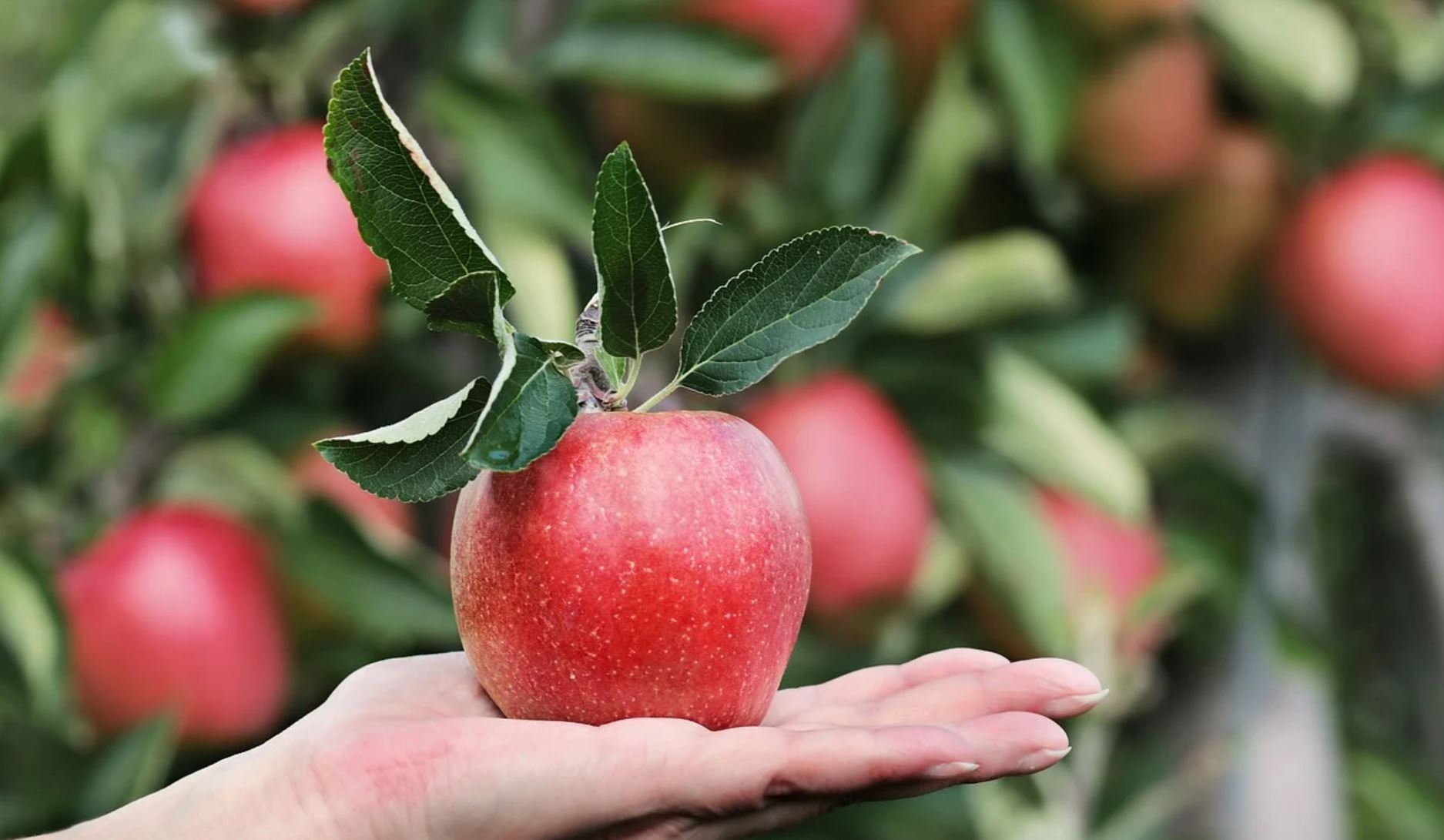 orchard