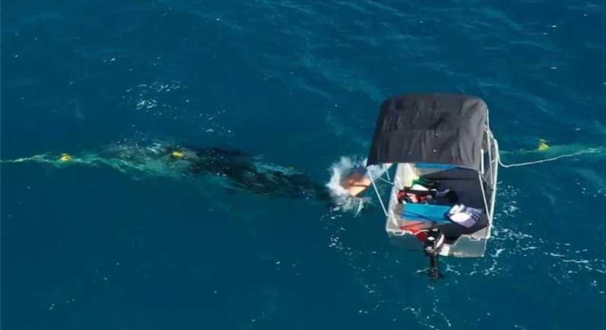 whale tmu whale tmu