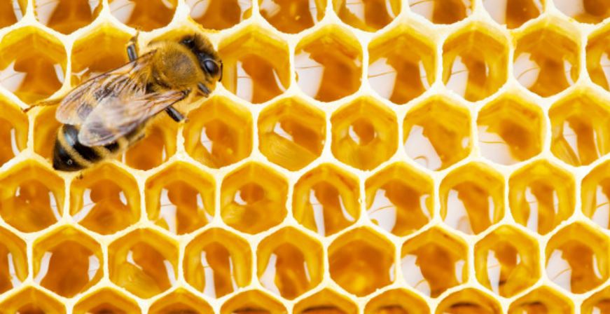 bee propolis