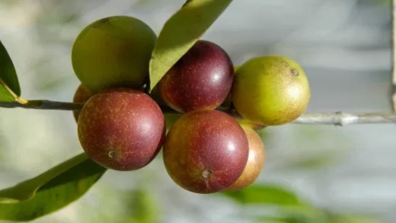 camu camu berry