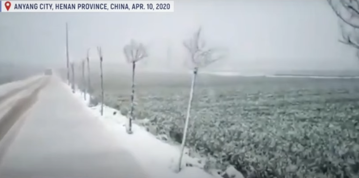 china_wheat_crop_fails_to_cold china_wheat_crop_fails_to_cold