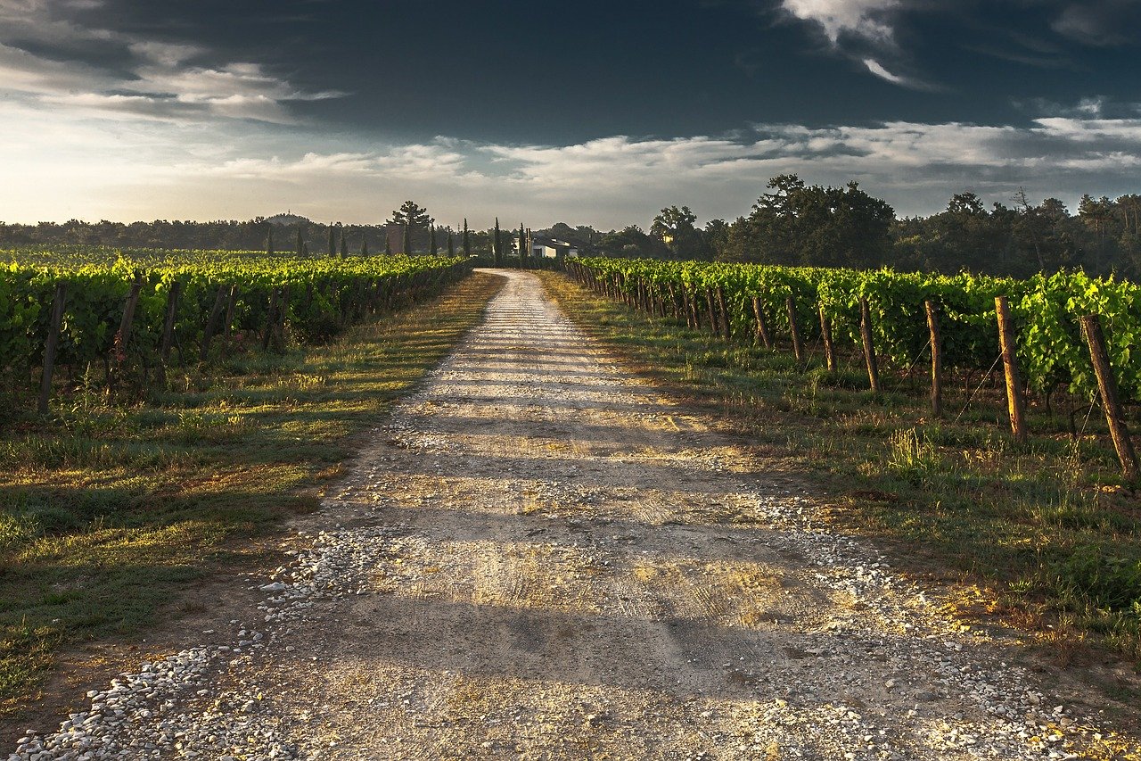 farm orchard vineyard farm orchard vineyard