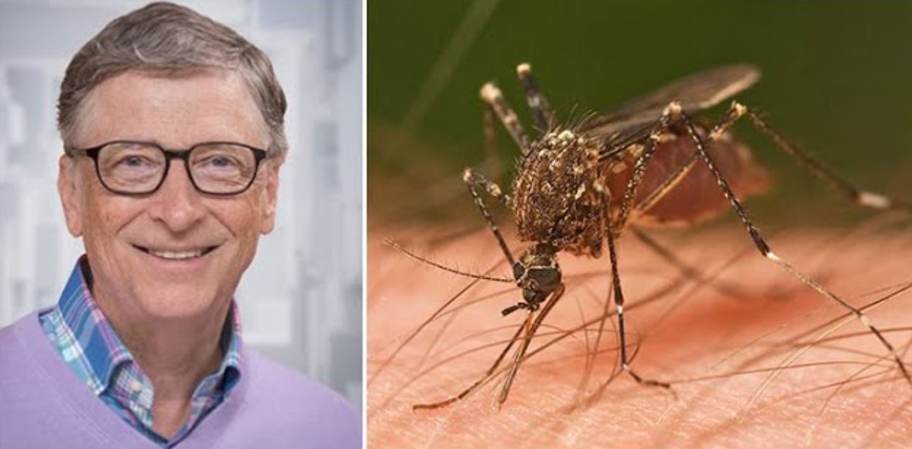 gm mosquitos broze gm mosquitos broze