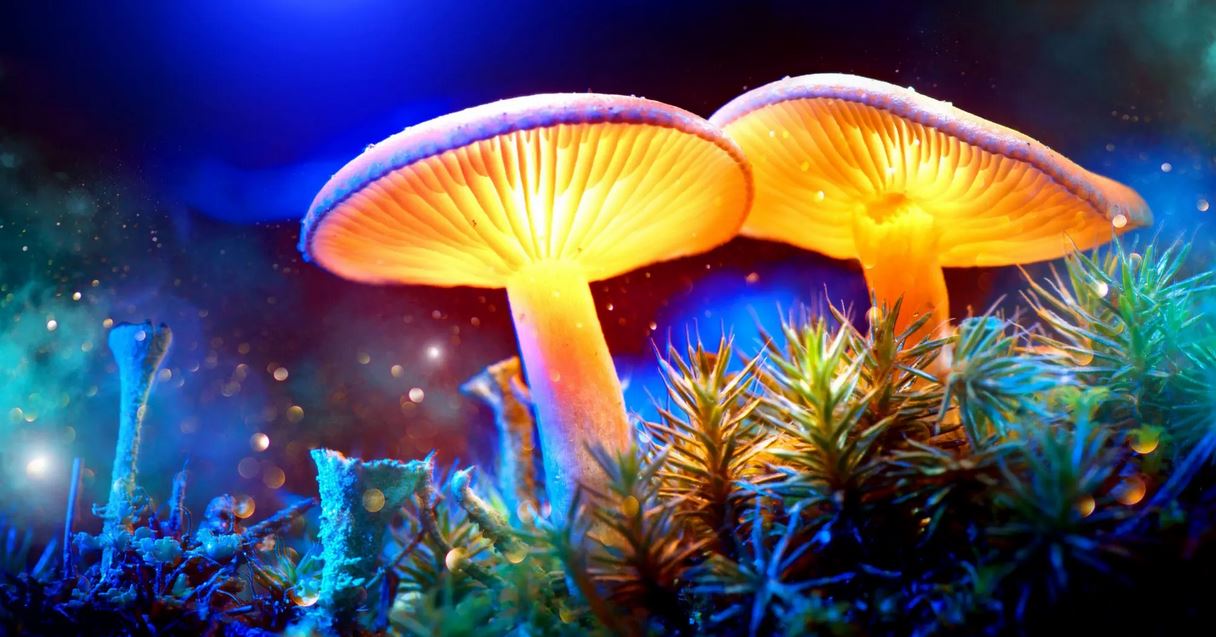 mushrooms vibes tt mushrooms vibes tt