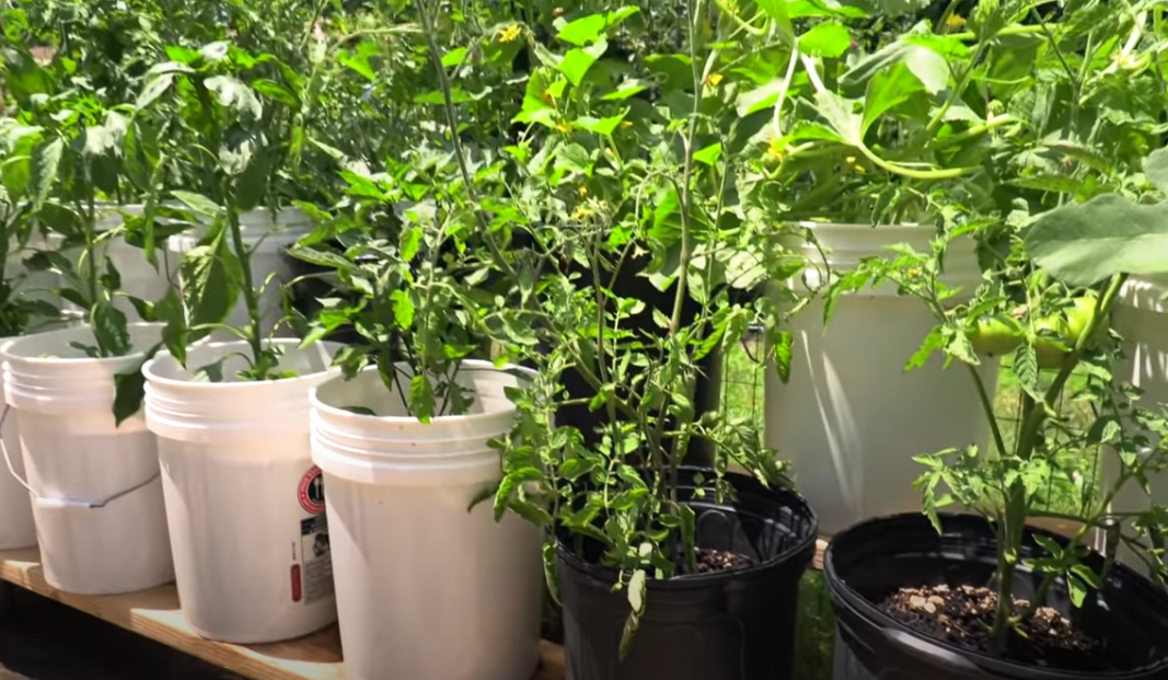 container_gardening