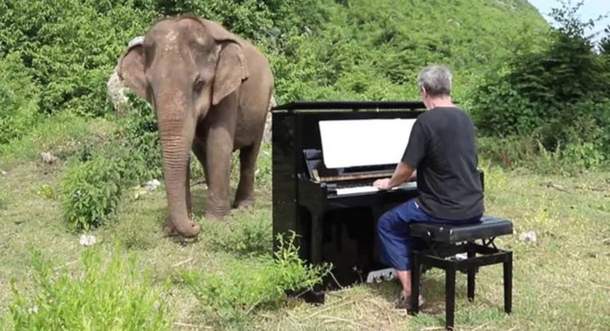 elephant thai tt elephant thai tt