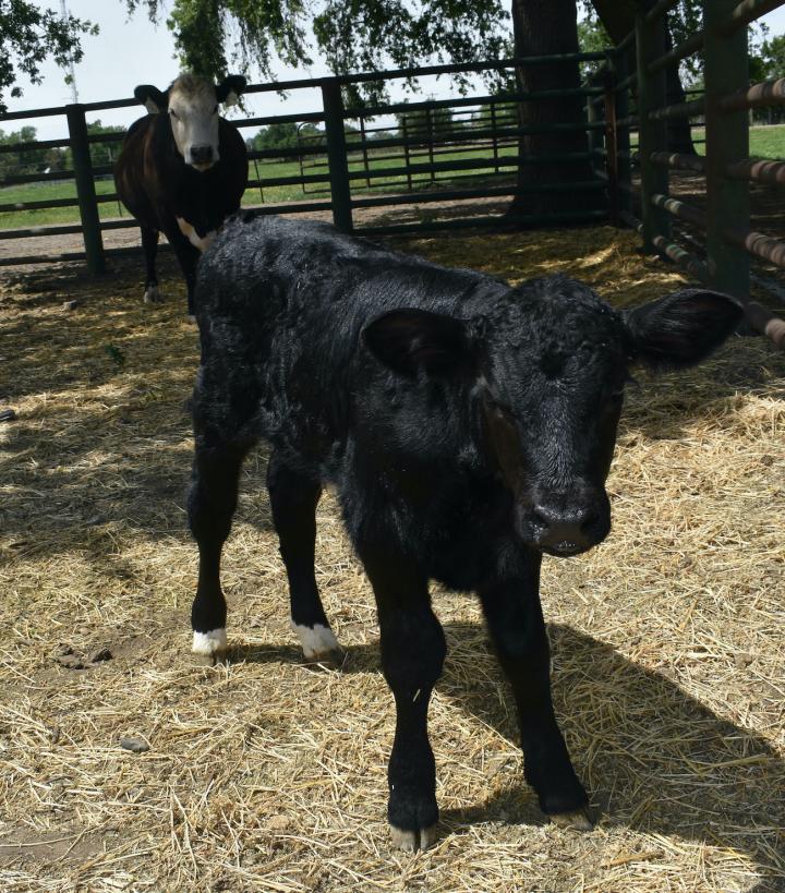 genetically modified bull for male offspring