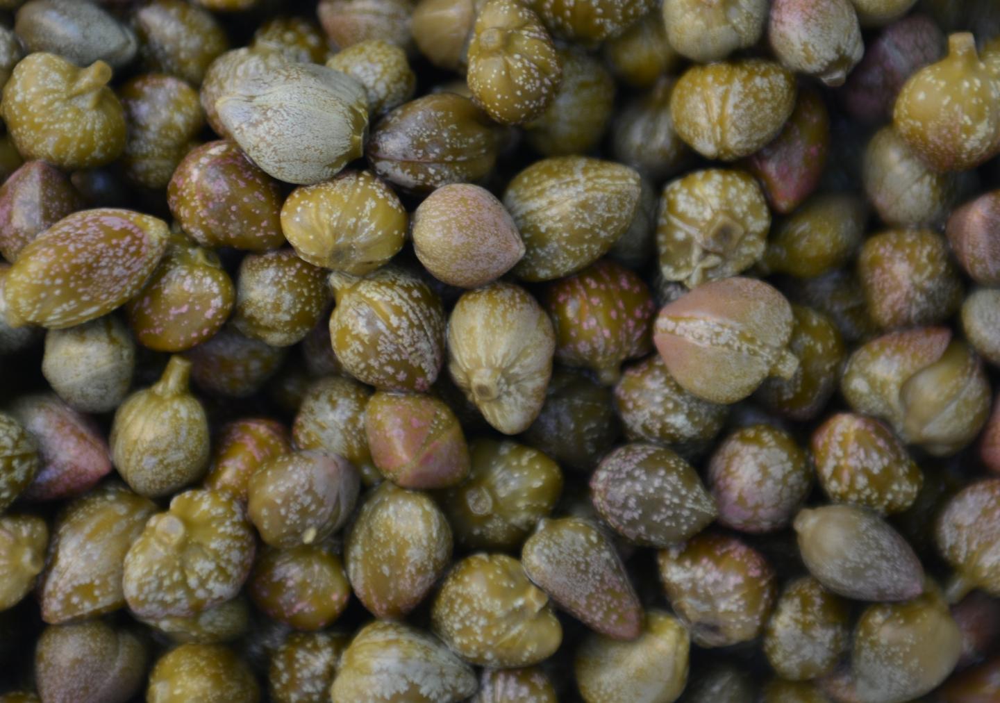 health benefits of capers