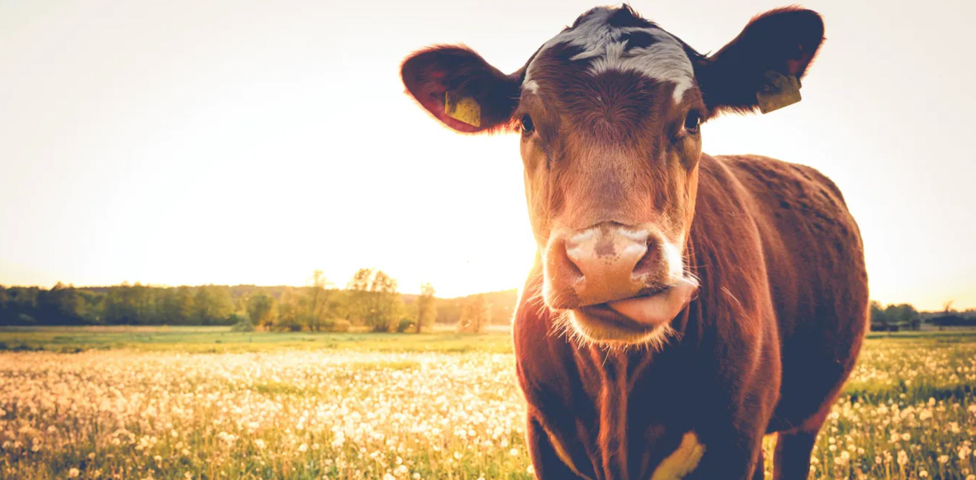 antibiotics farming conversation