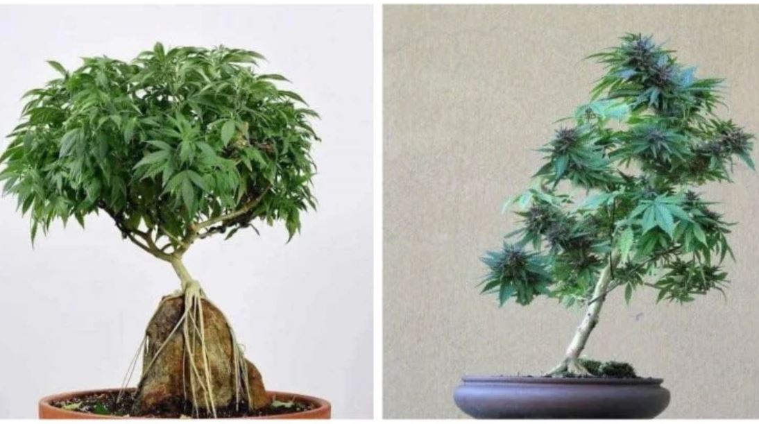 cannabis bonzai tmu