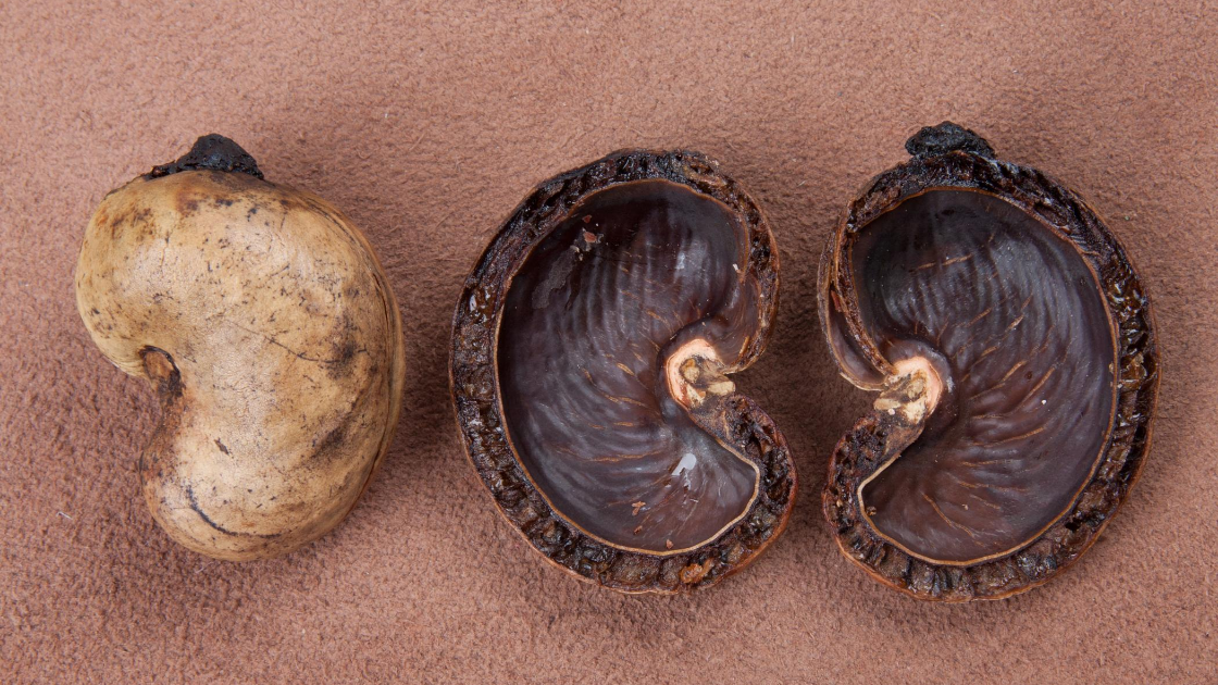 cashew shells