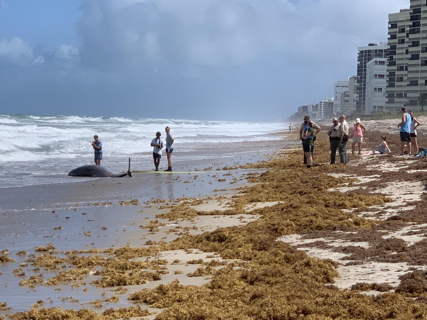 dolphins stranded