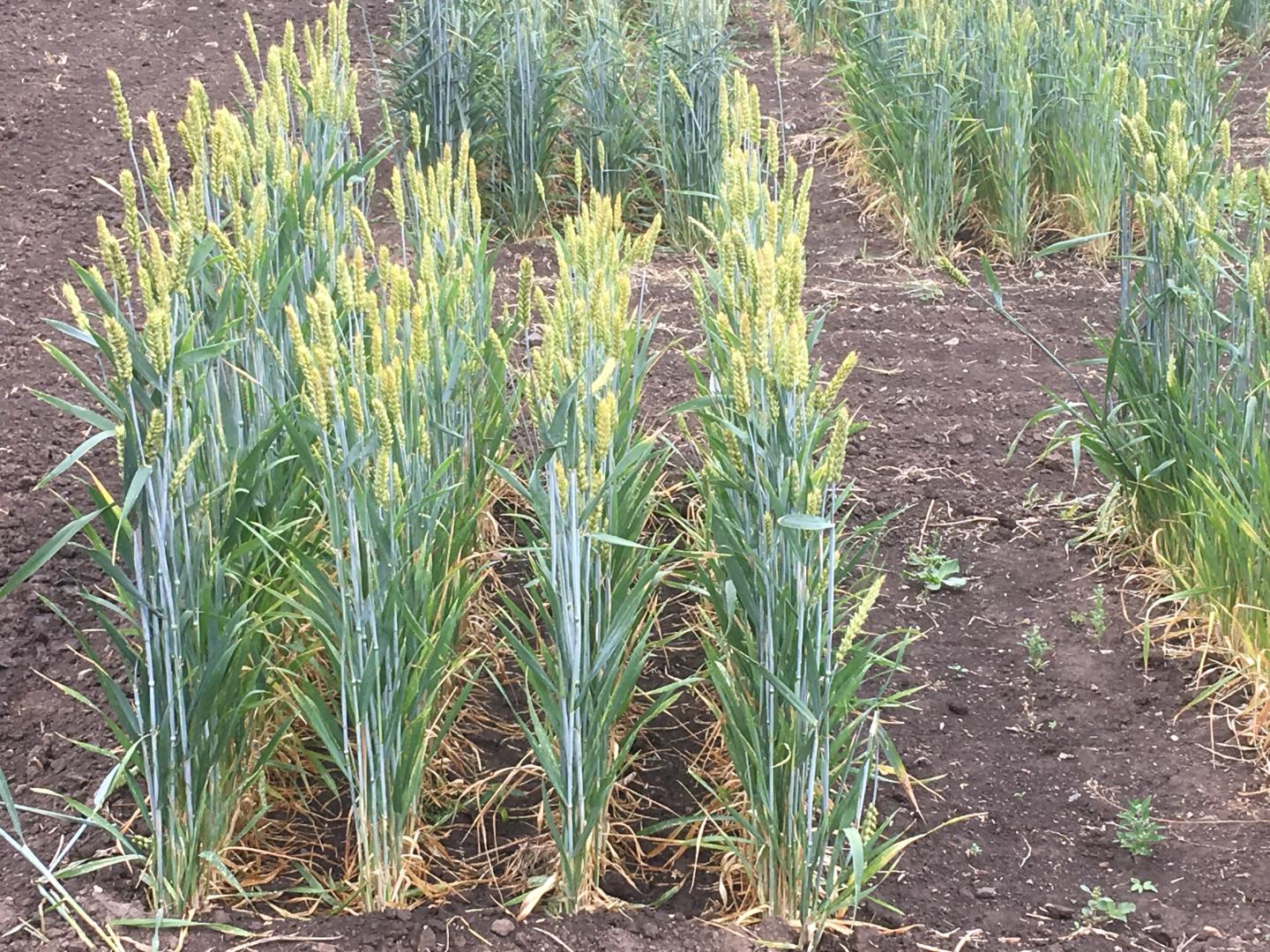 gluten in wheat study