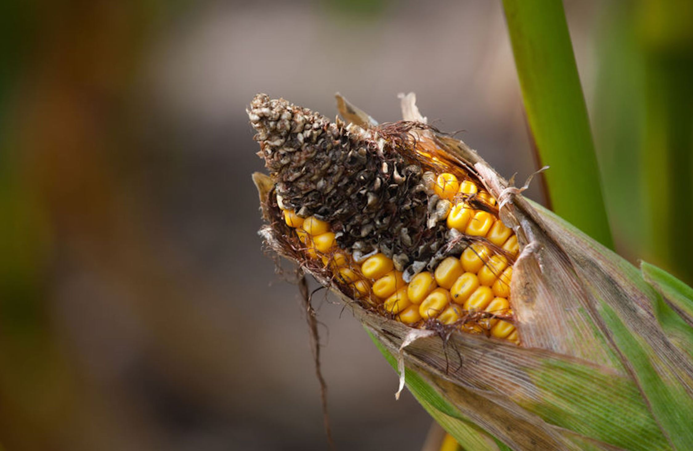 mycotoxins greenmed