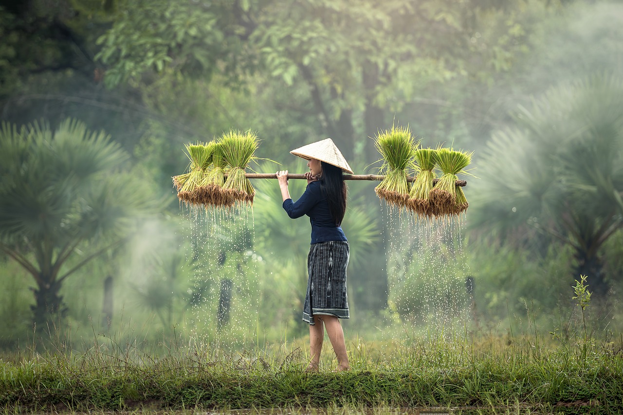 rice farm