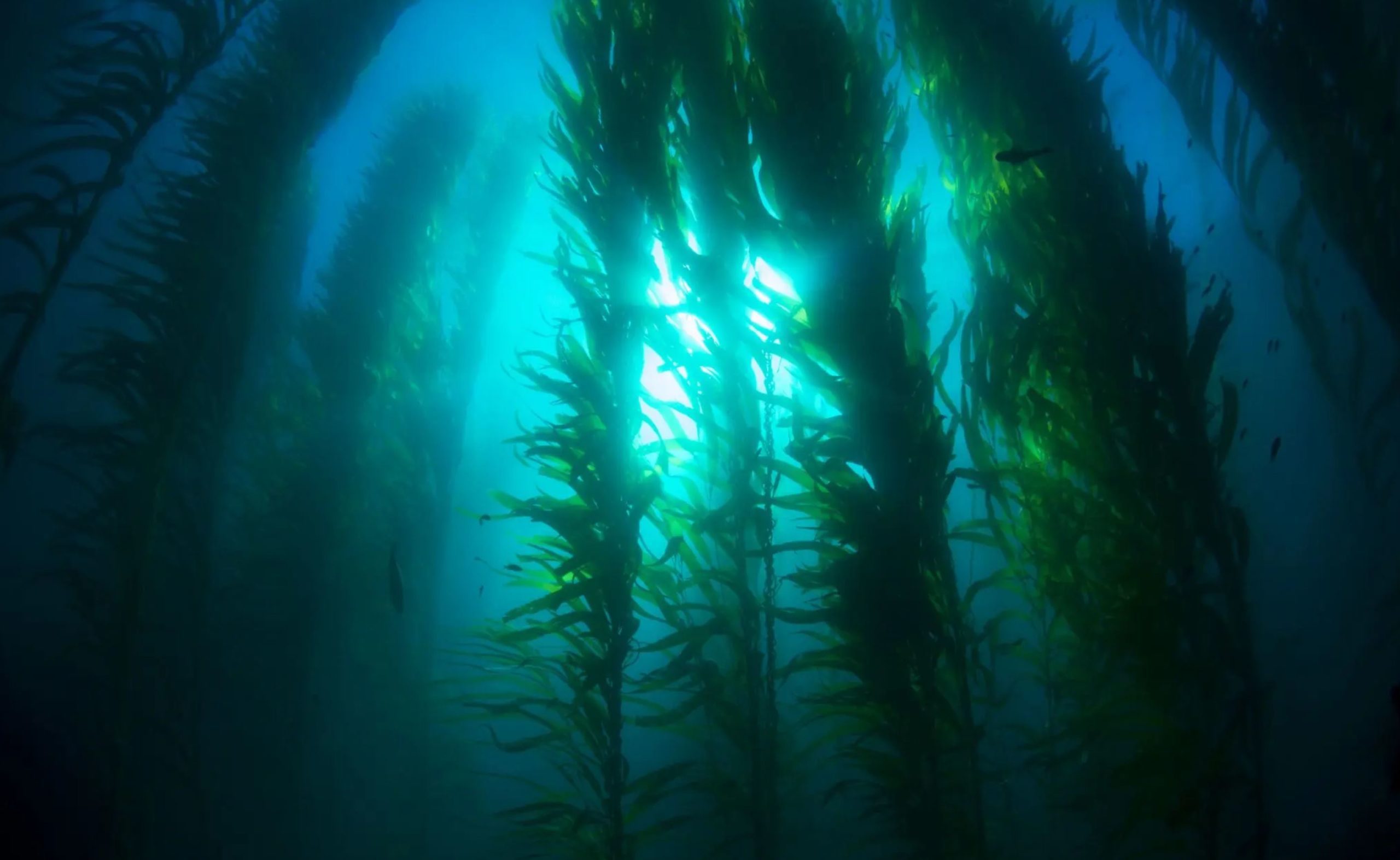 seaweed