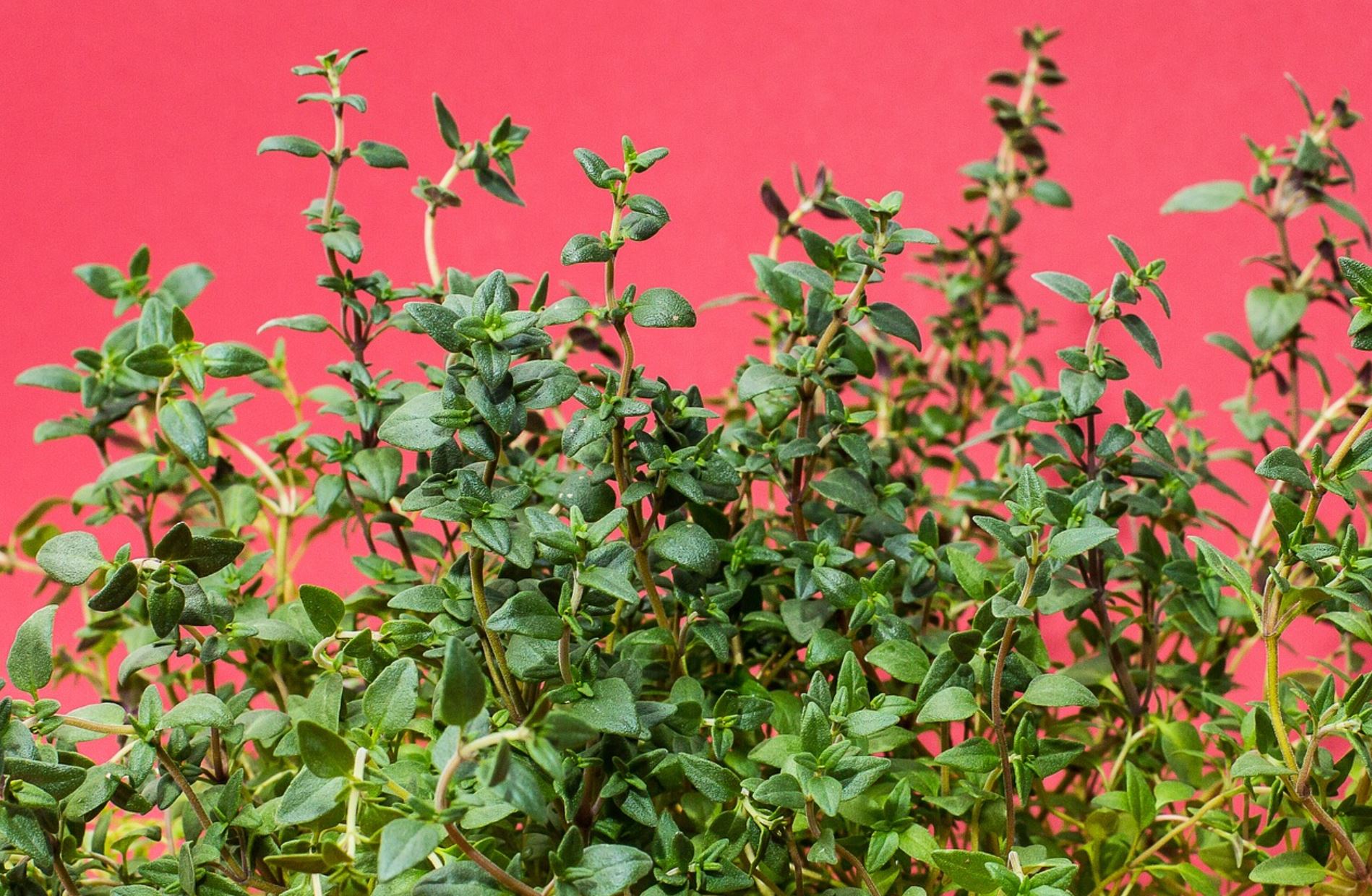 thyme pix thyme pix