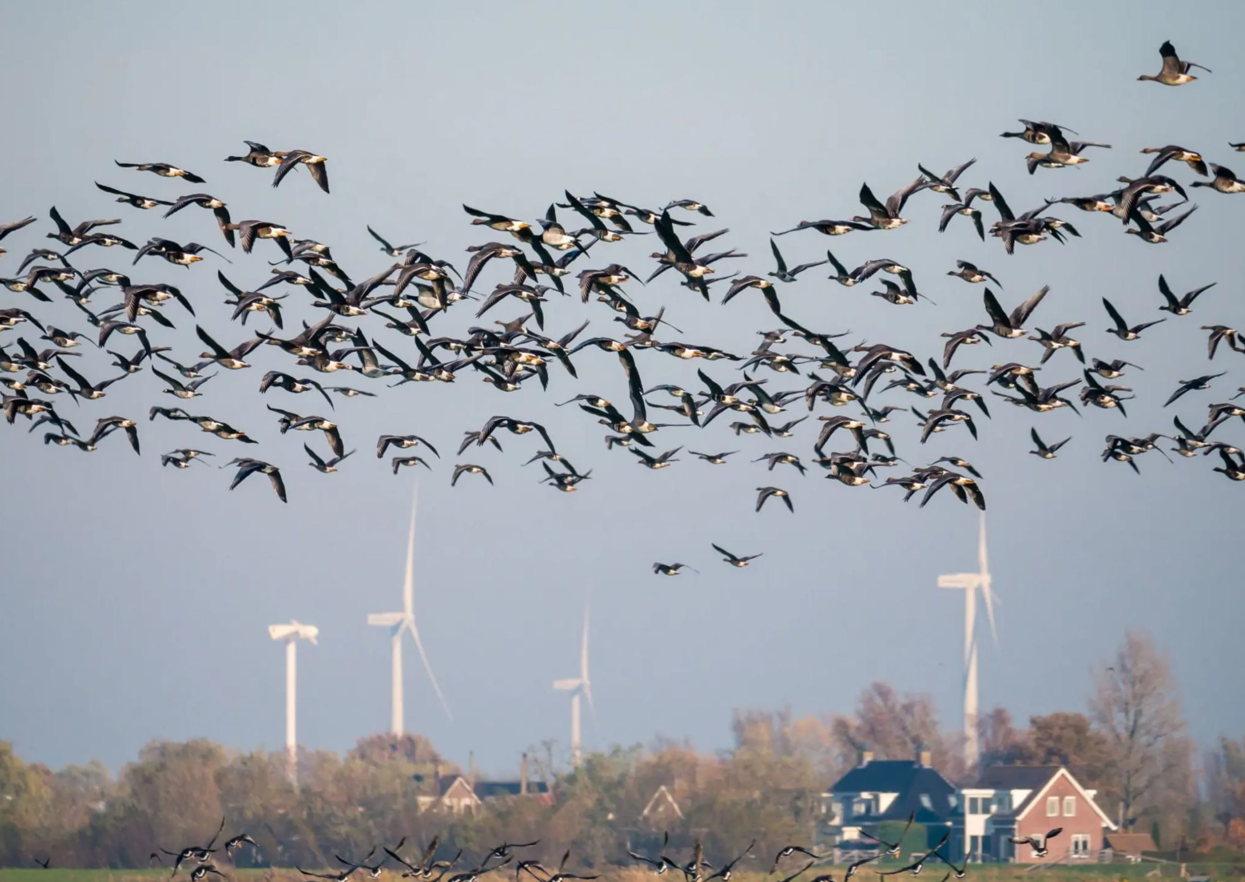 turbines birds