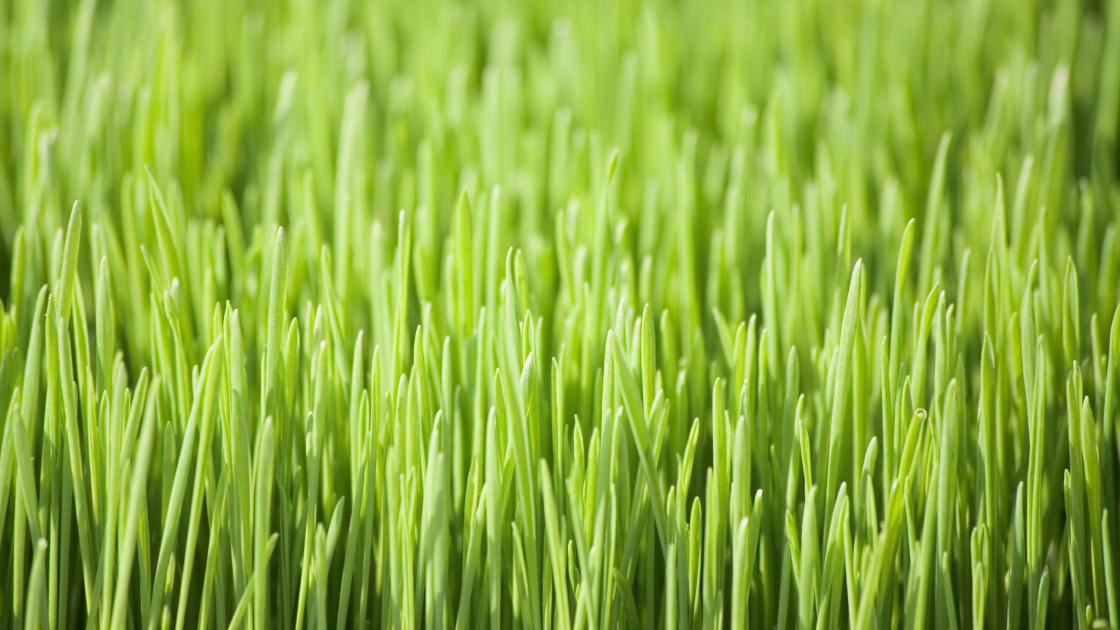 wheat grass