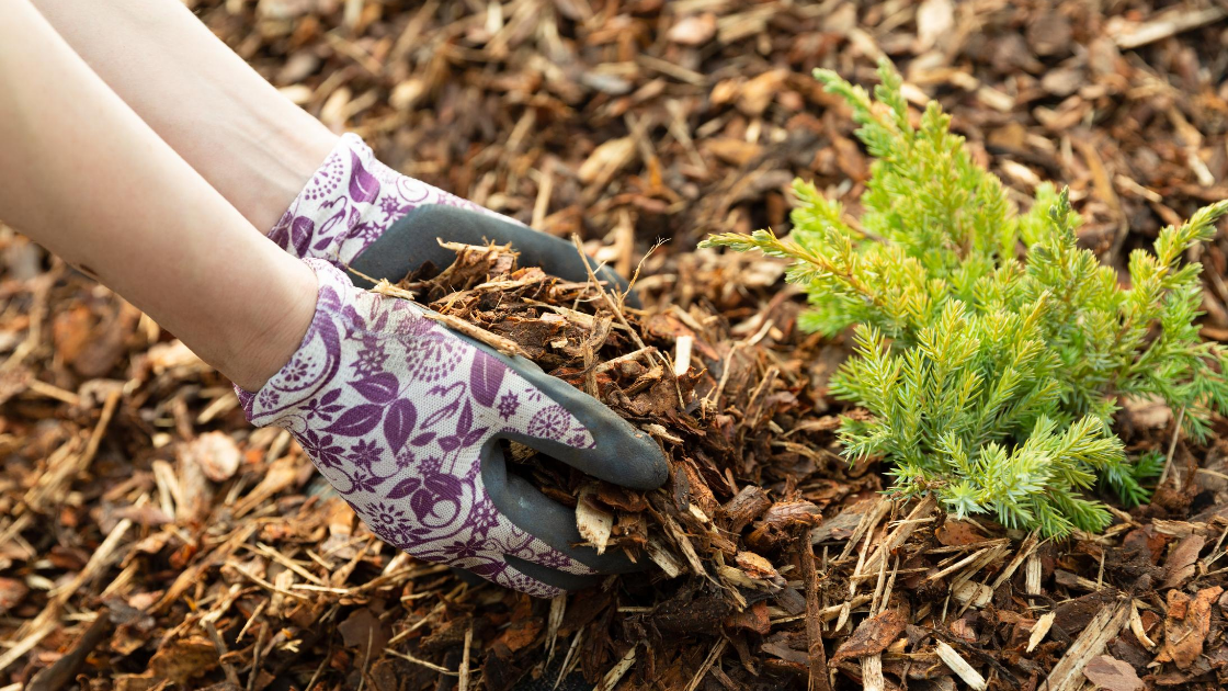 wood chips garden mulch