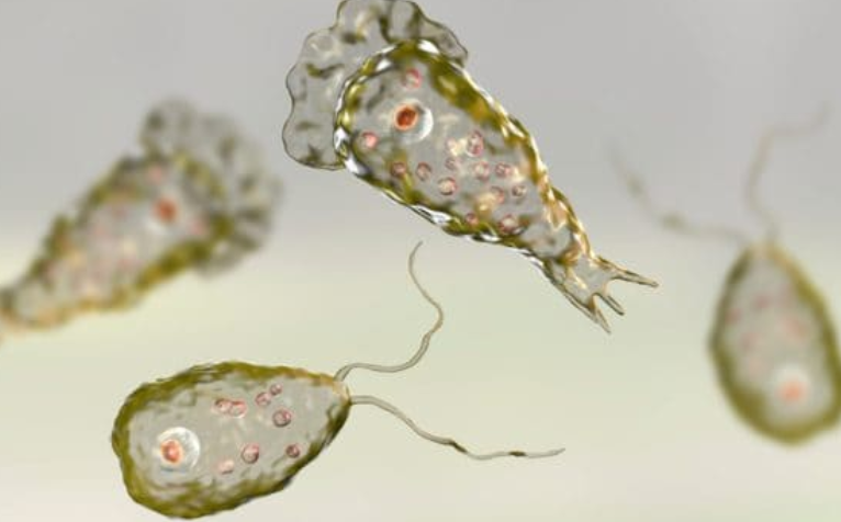 amoeba