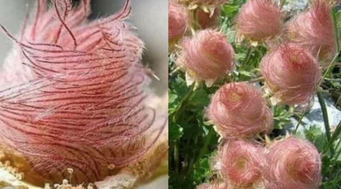 cotton candy flowers