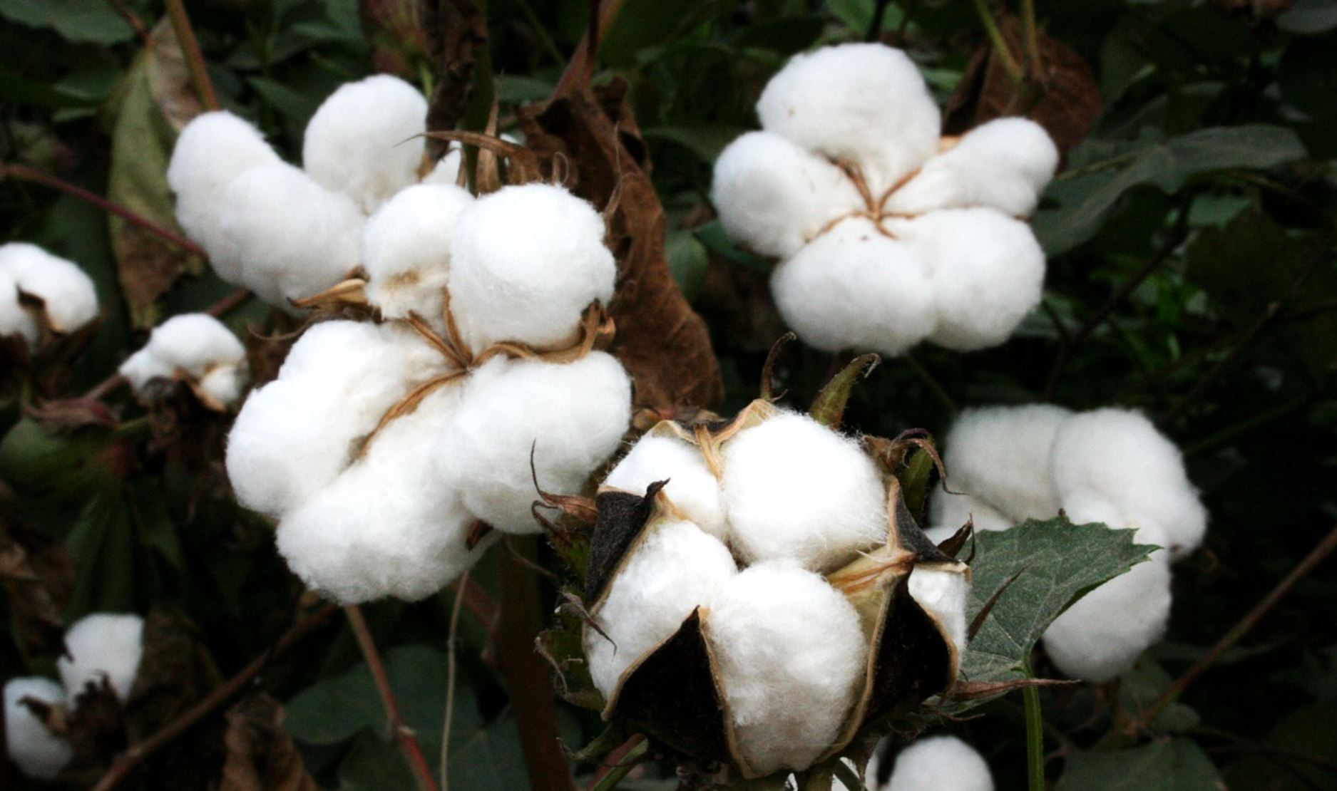 cotton pix cotton pix