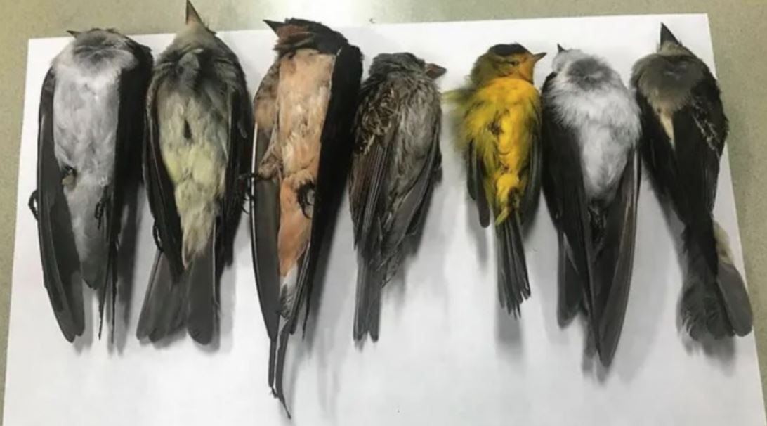 dead birds tmu dead birds tmu