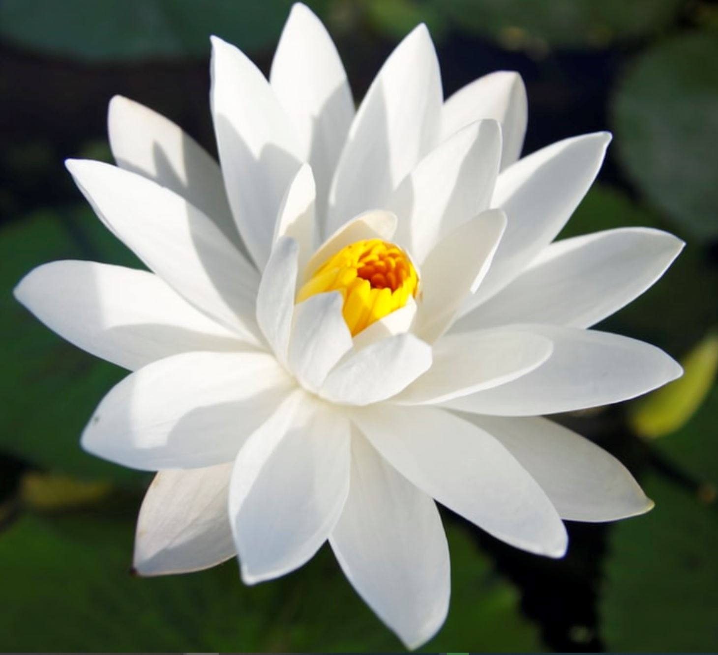 flower neenah flower neenah