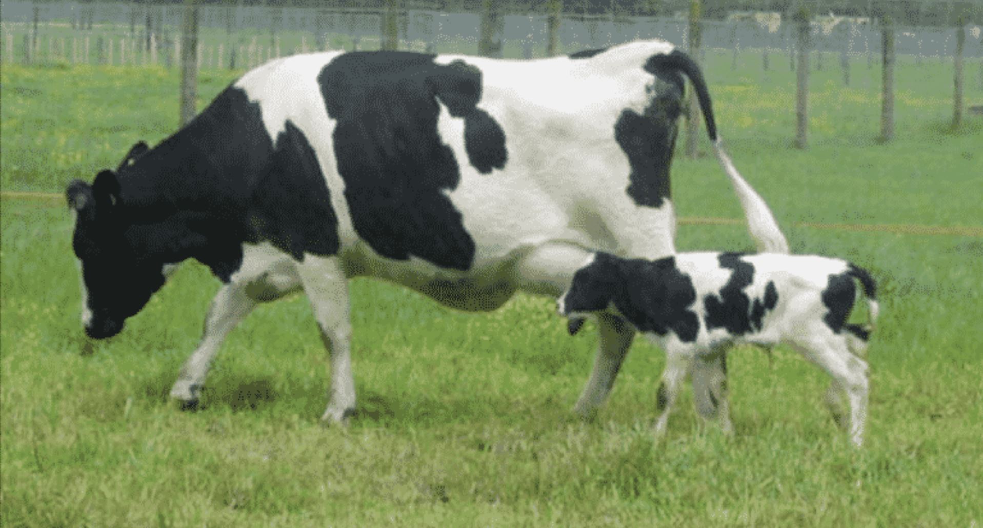 Frankenbeasts: Scientists Create GMO Animals To Boost Food Production
