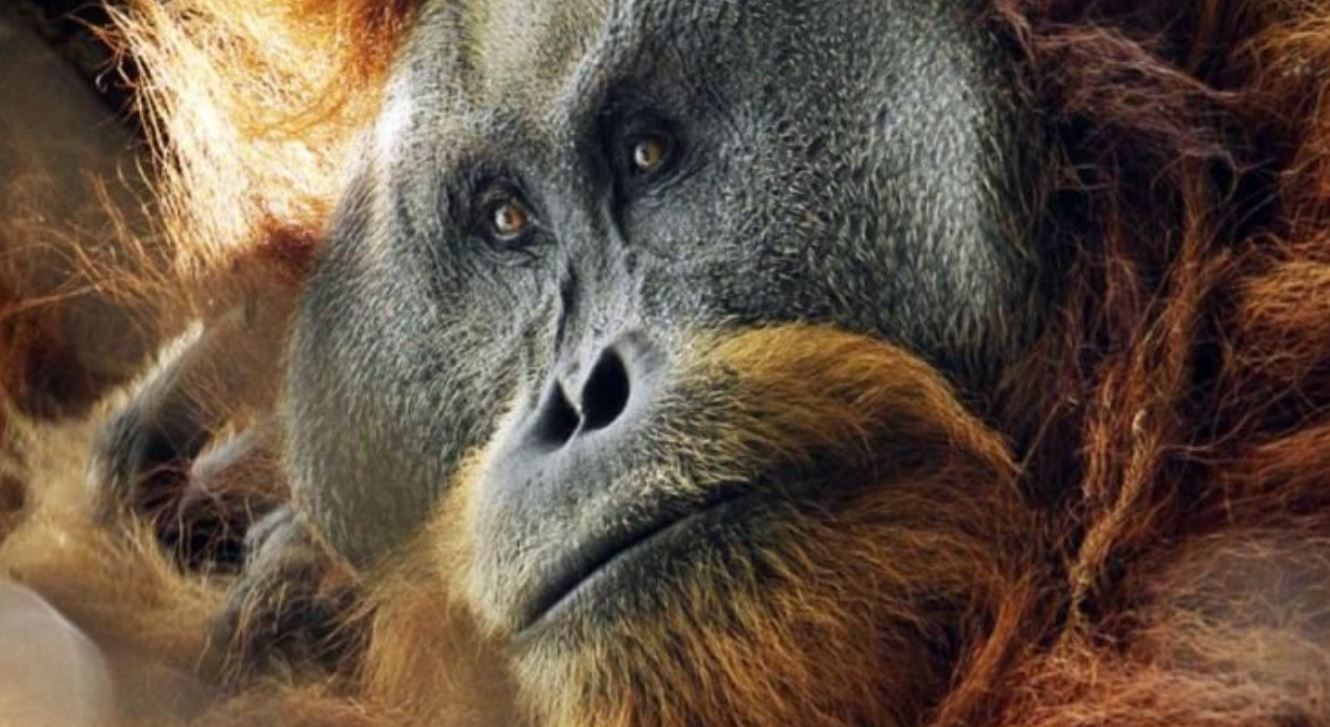 great ape tmu great ape tmu