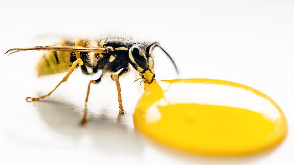 honeybee venom kills cancer