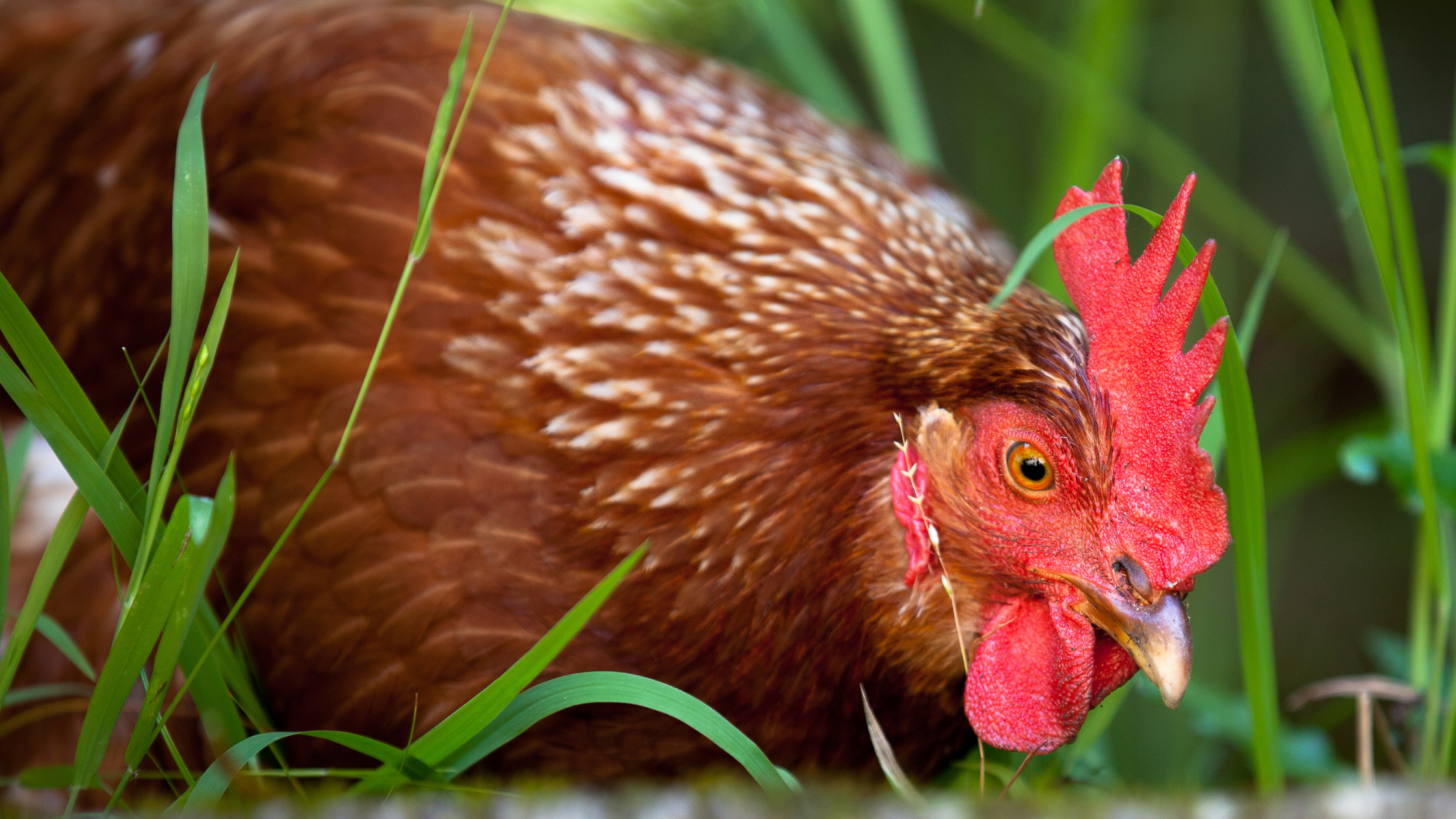 red freedom ranger chickens