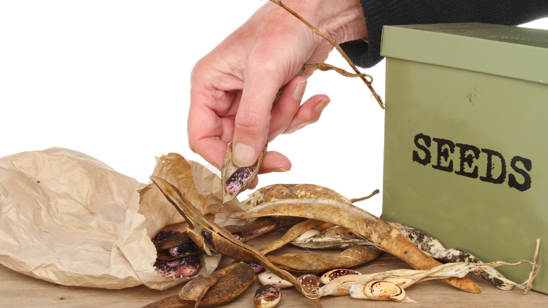 seed saving