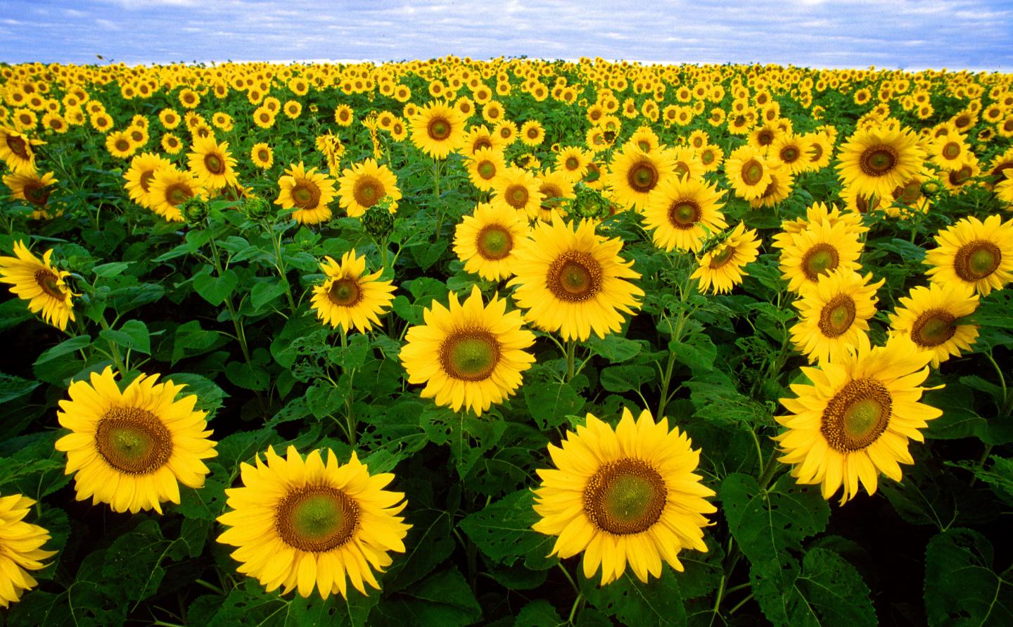 sunflowers vitamin e