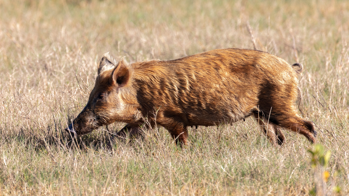 superpigs wild pigs