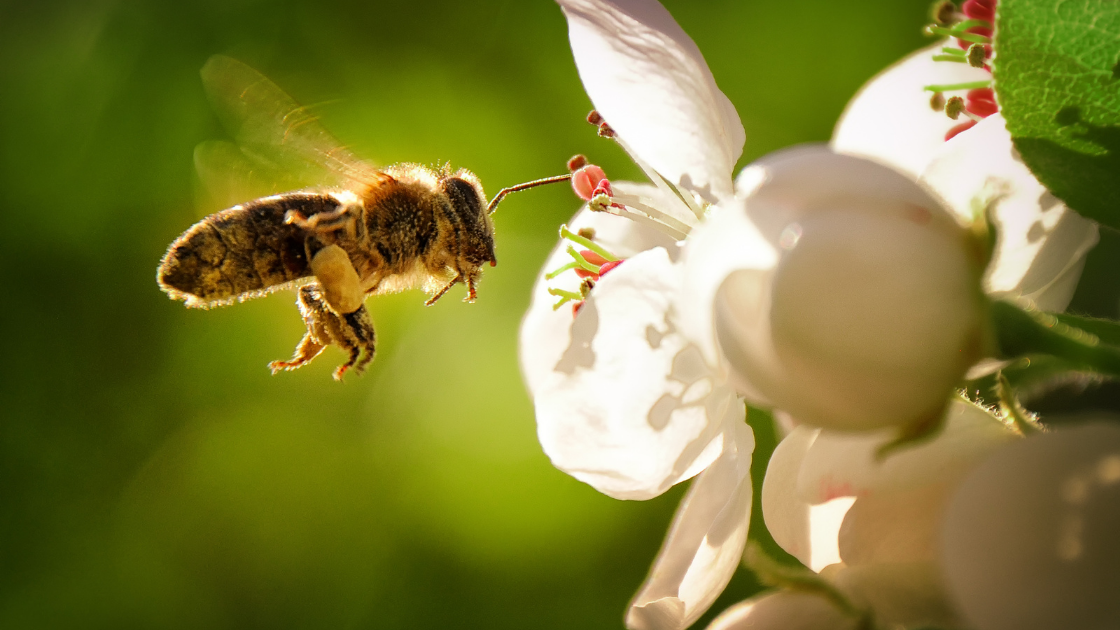 bees