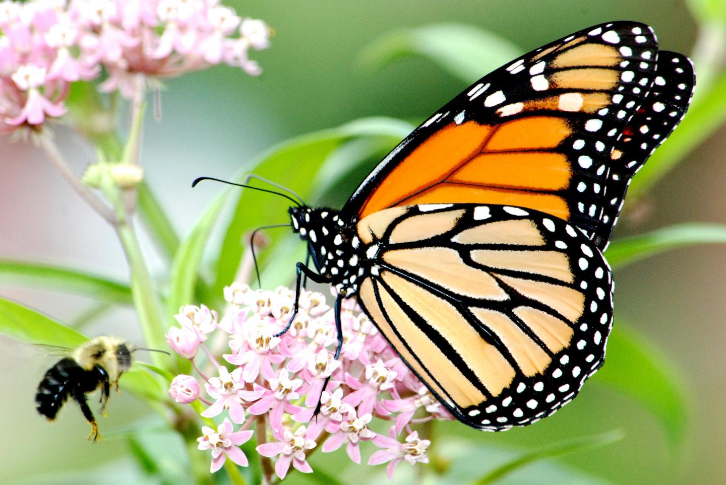 butterfly bee milkweed