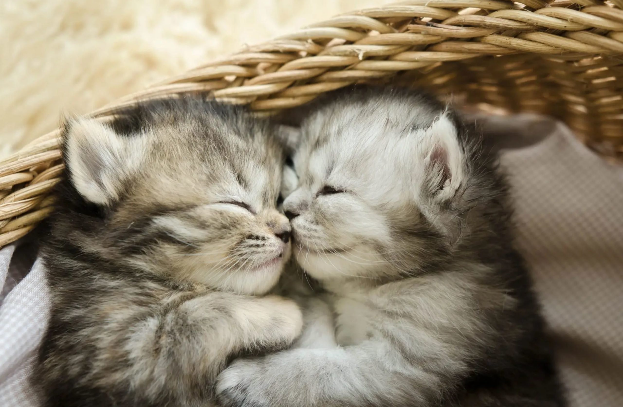 cute animals cute animals