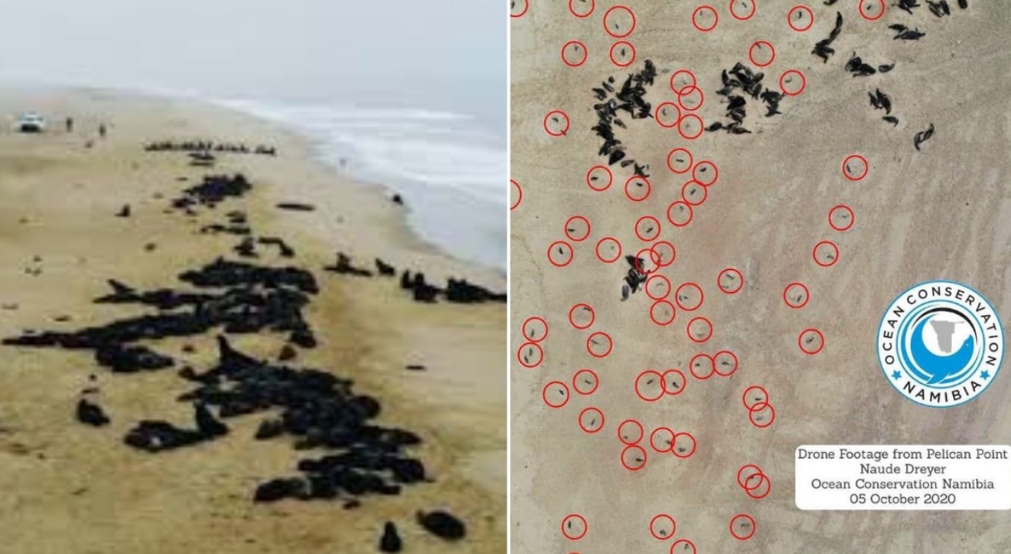 dead baby seals tmu