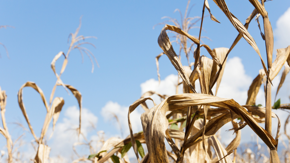 drought fertilizer shortage drought fertilizer shortage