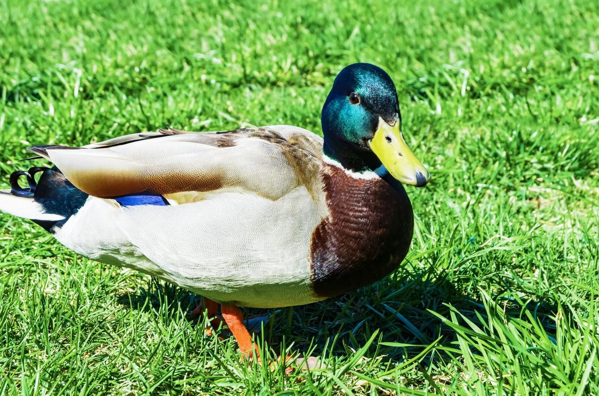 duck TT