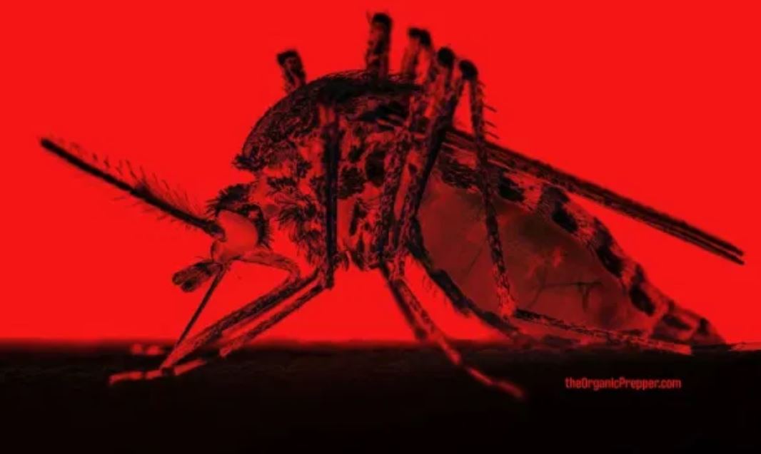 mosquito op